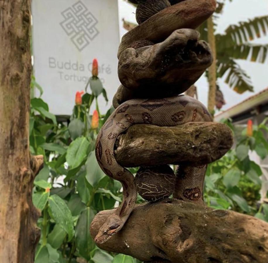 Budda Home Tortuguero Kültér fotó